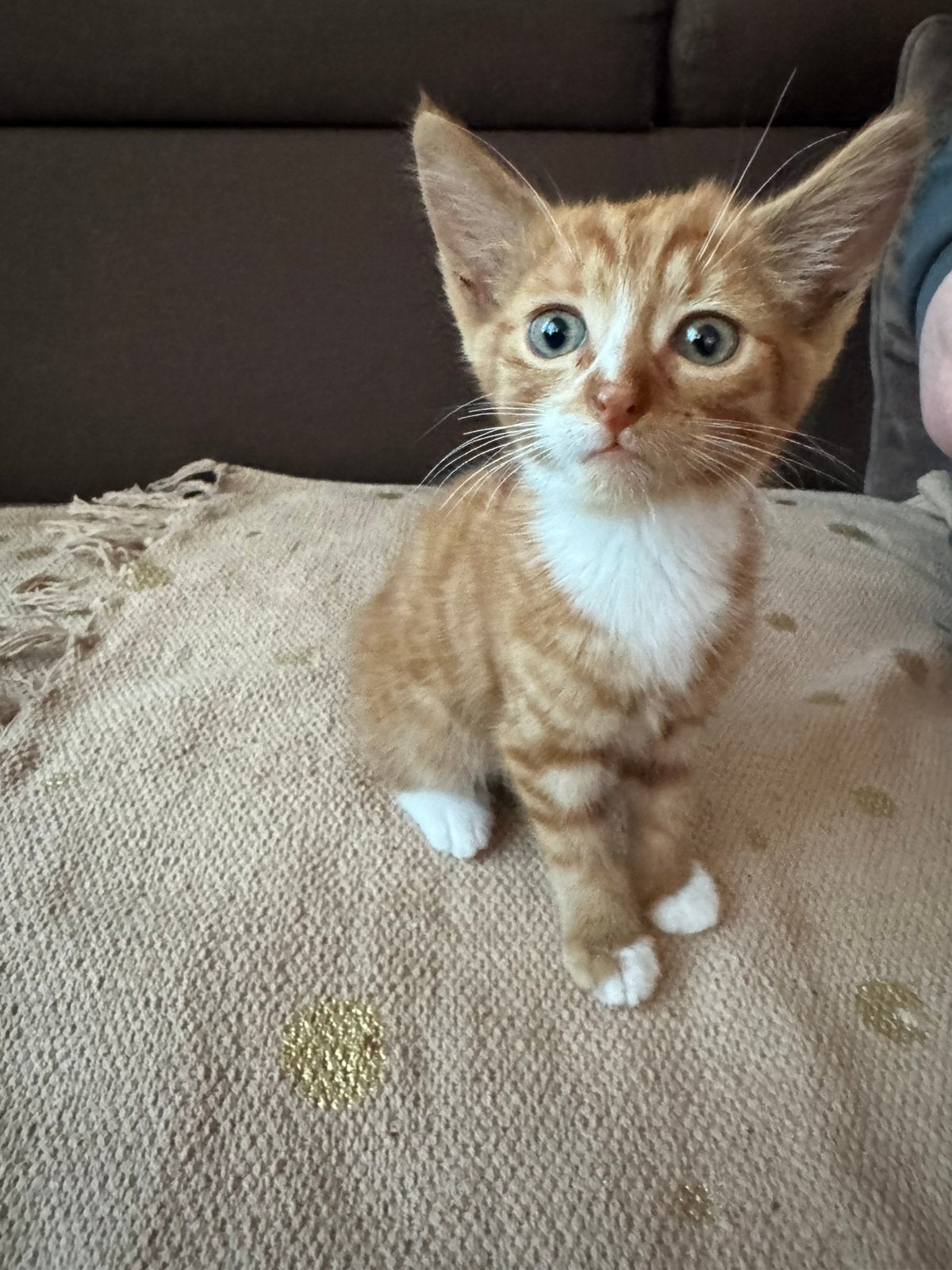 Rood kat te kop wit gekocht, Dieren en Toebehoren, Katten en Kittens | Raskatten | Korthaar, Meerdere dieren