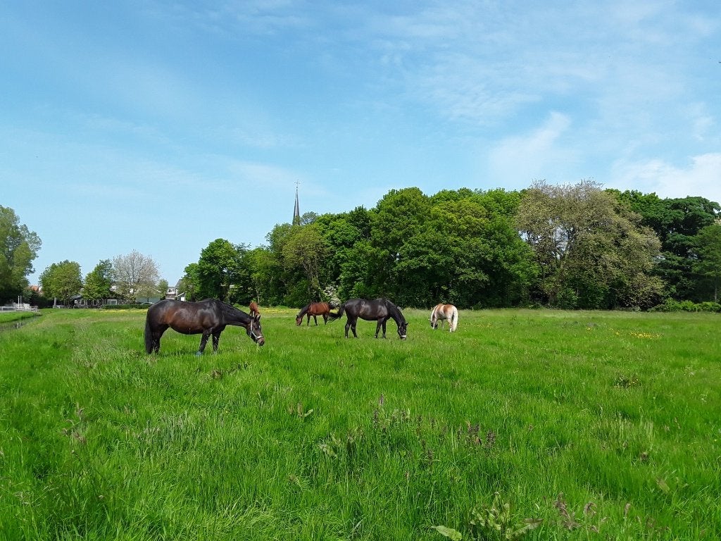 pensionstal met weidegang in Stompwijk, Dieren en Toebehoren, Stalling en Weidegang, Weidegang, 1 paard of pony