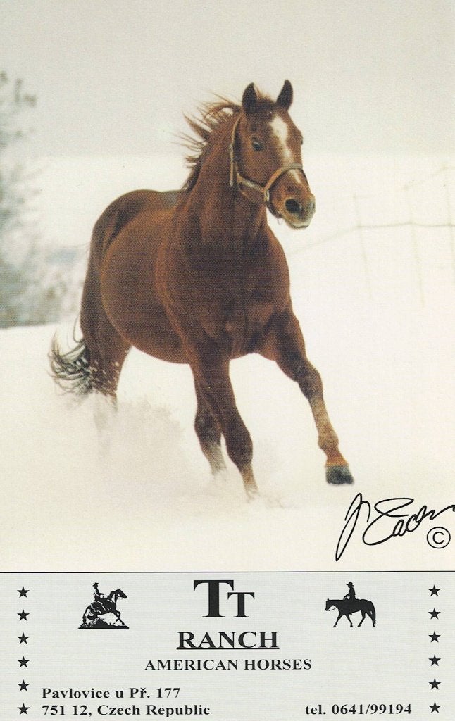 Chovny hrebec TNT Affair Quarter Horse 17x10cm 587, Verzamelen, Ophalen of Verzenden, 1980 tot heden, Ongelopen, Paard