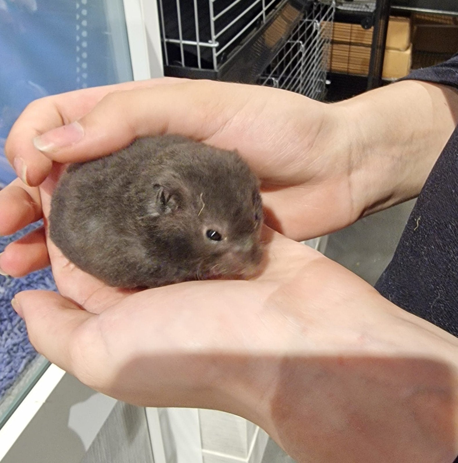 Foto 14 van Syrische hamsters super lief en super tam.