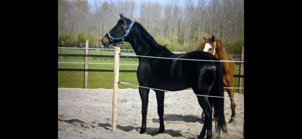 Fijne plek gezocht voor mijn 7 jarige ruin,165., Dieren en Toebehoren, Stalling en Weidegang, Weidegang, 1 paard of pony