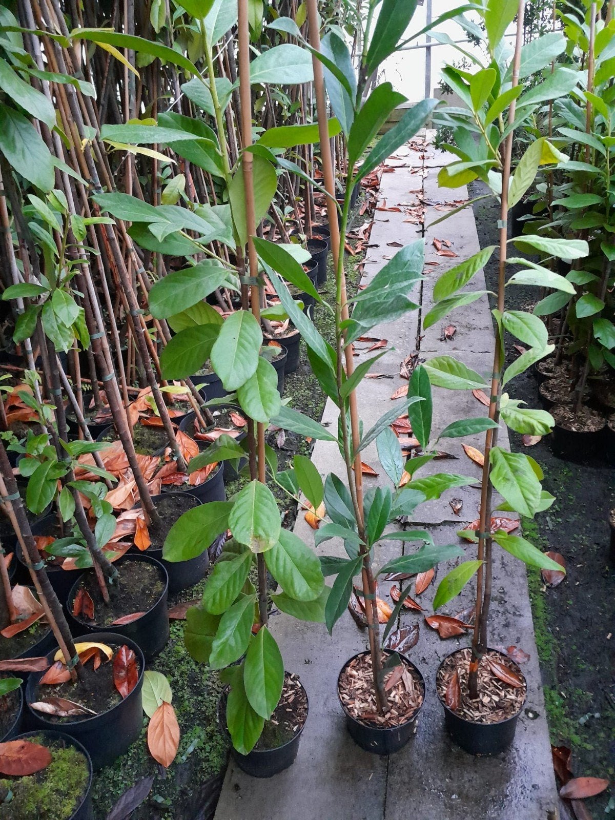 prunus spillen Rotundifolia, Caucasica, Novita, Tico 🌿, Ophalen, Laurier, 100 tot 250 cm