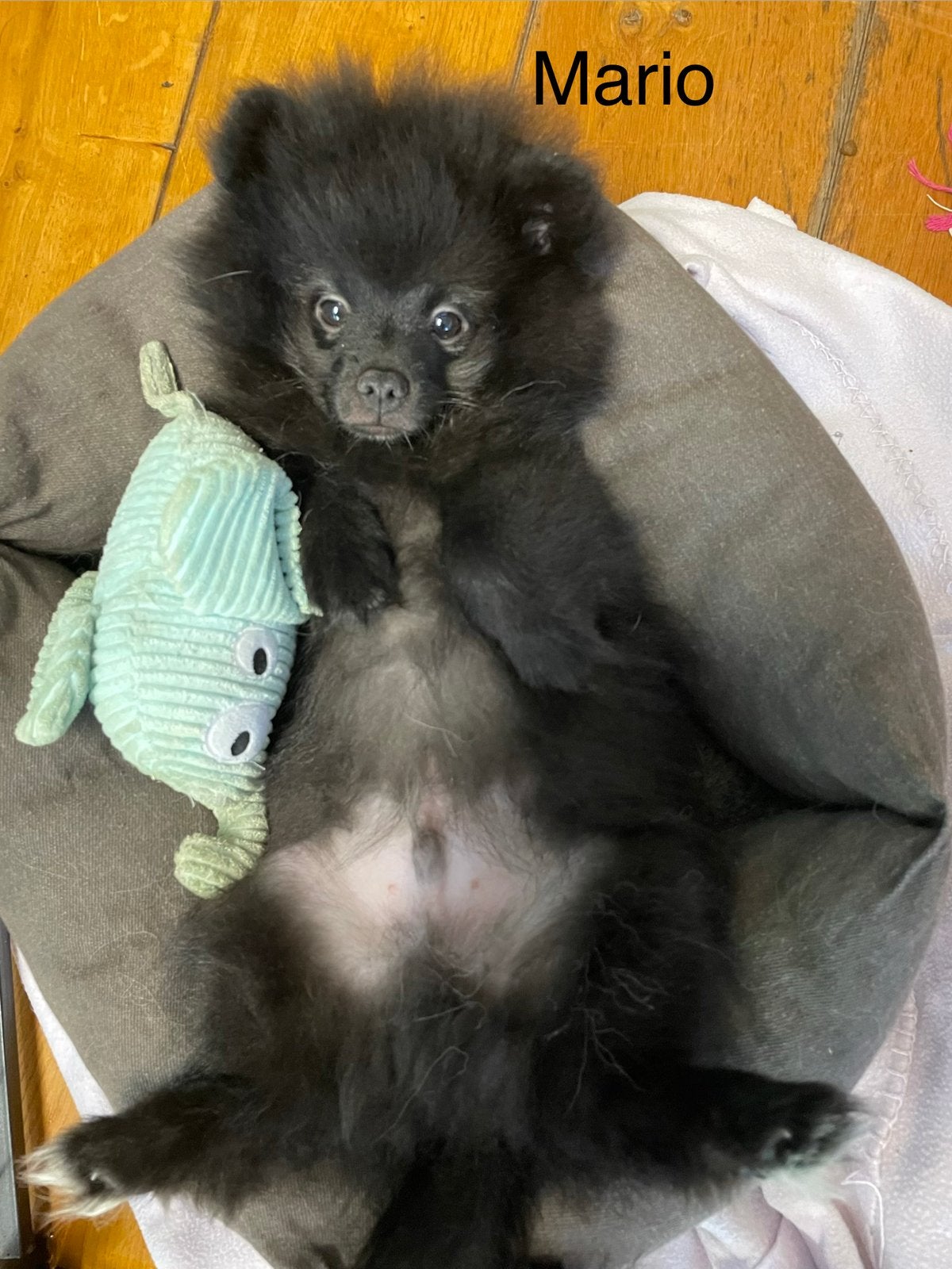 2 Prachtige pomeriaan/dwergkees pups.(Reutjes)💙💙, Overige rassen, 8 tot 15 weken, Parvo, Meerdere