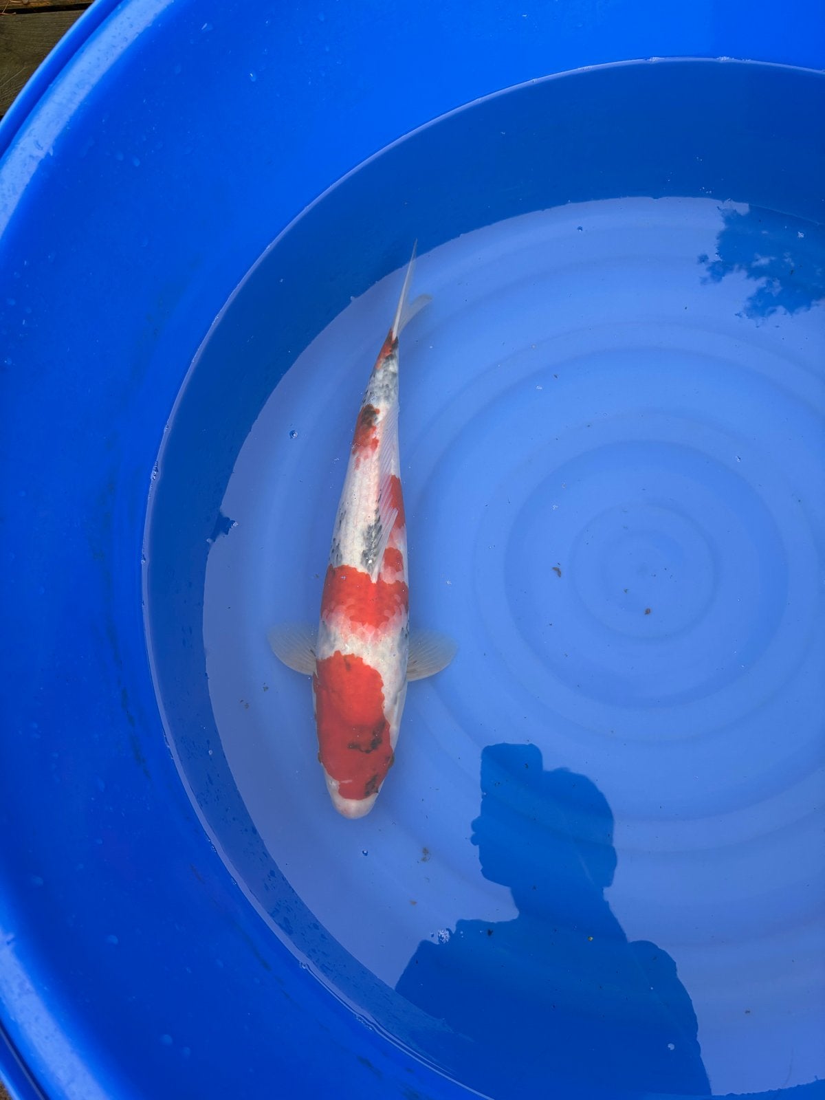 Japanse koi showa. 40-45 cm, Dieren en Toebehoren, Vissen | Vijvervissen, Karper of Koi