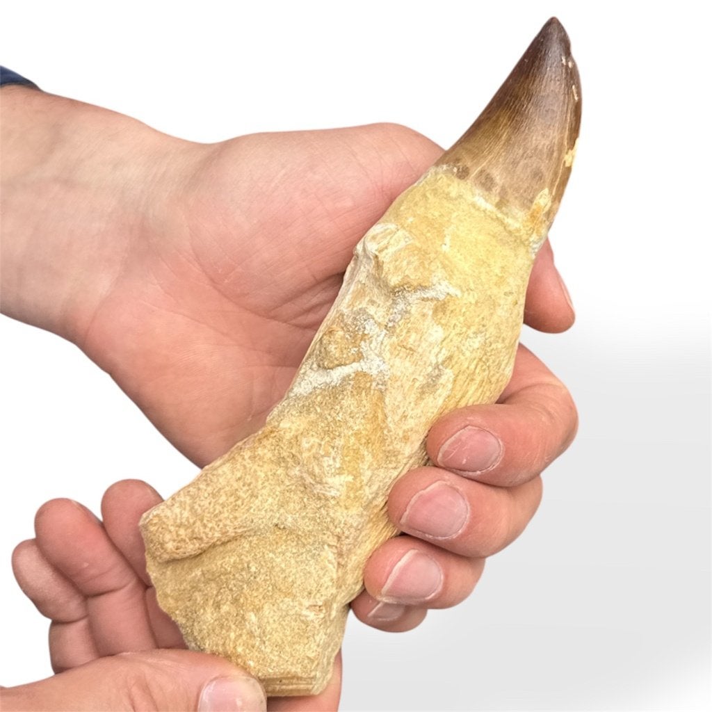 Fossiel Mosasaurus tand XL, Ophalen of Verzenden, Nieuw, Overige soorten, Overige typen