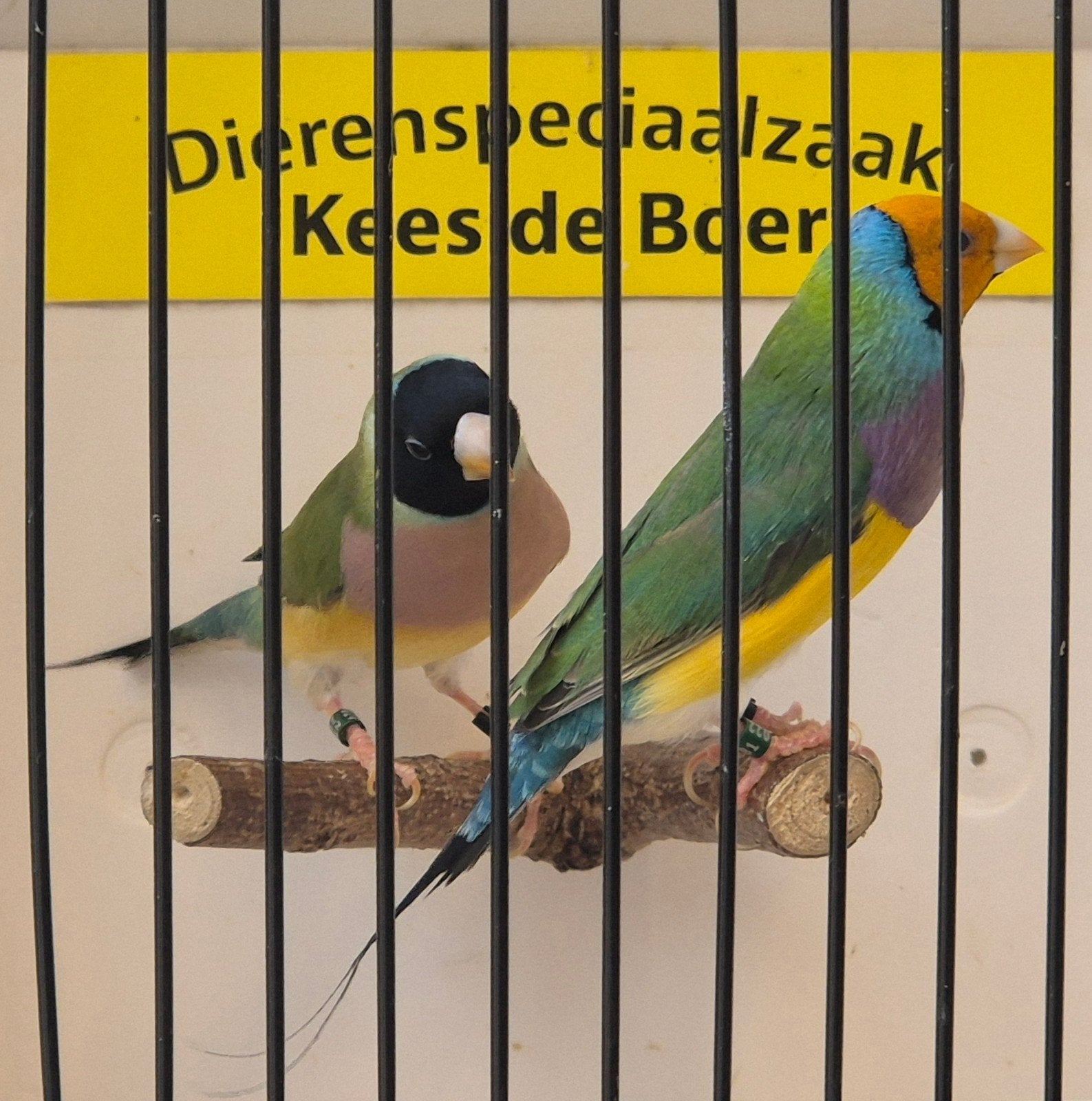 koppel gouldamadines oranjekop