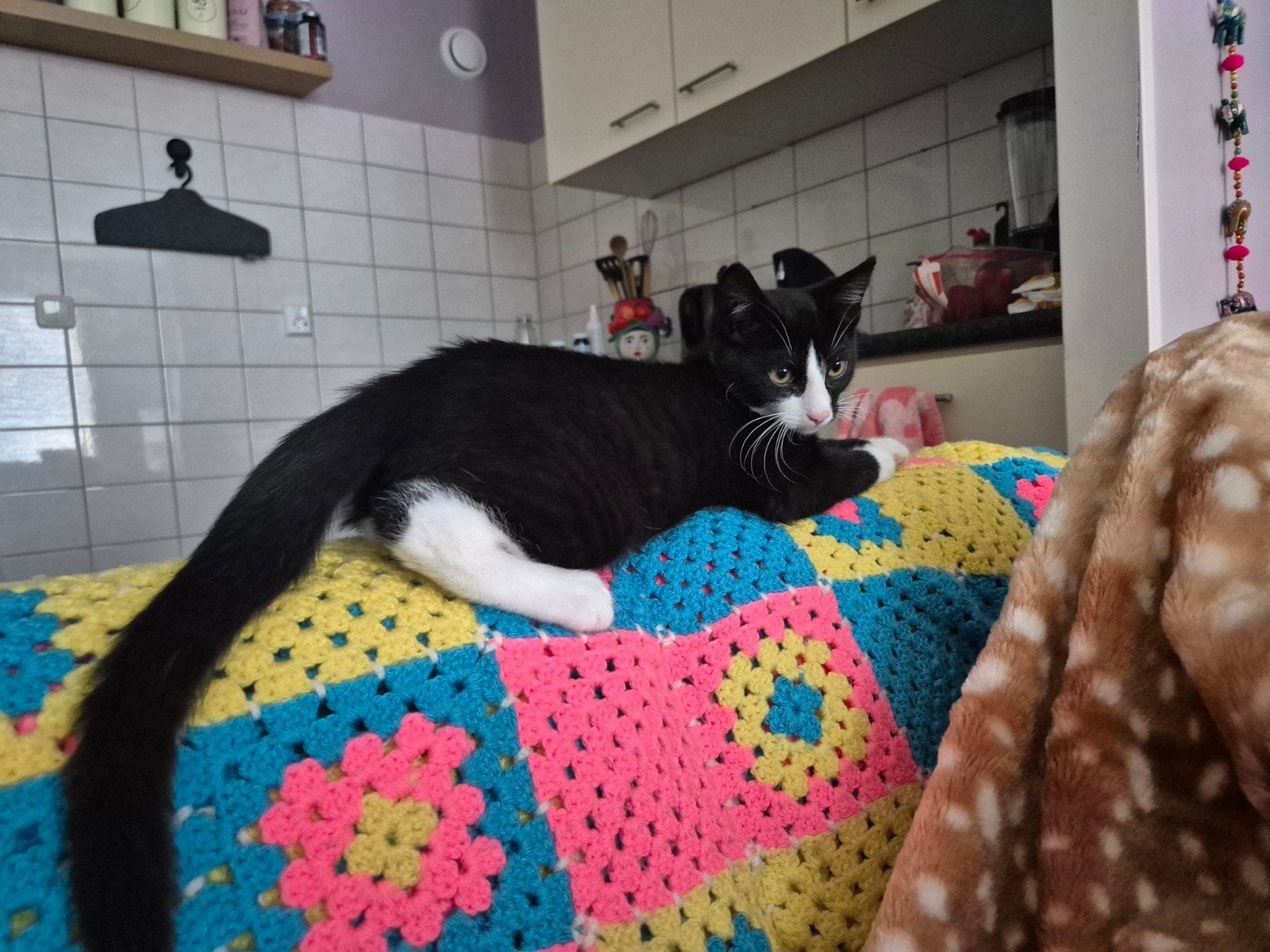 kitten gratis spoed weg !!, Dieren en Toebehoren, Kater, Kortharig, 0 tot 2 jaar