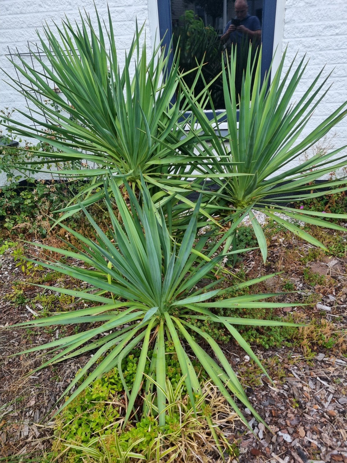 Yucca plant - Winterharde en onderhoudsvriendelijke plant, Volle zon, Vaste plant, Zomer, Ophalen