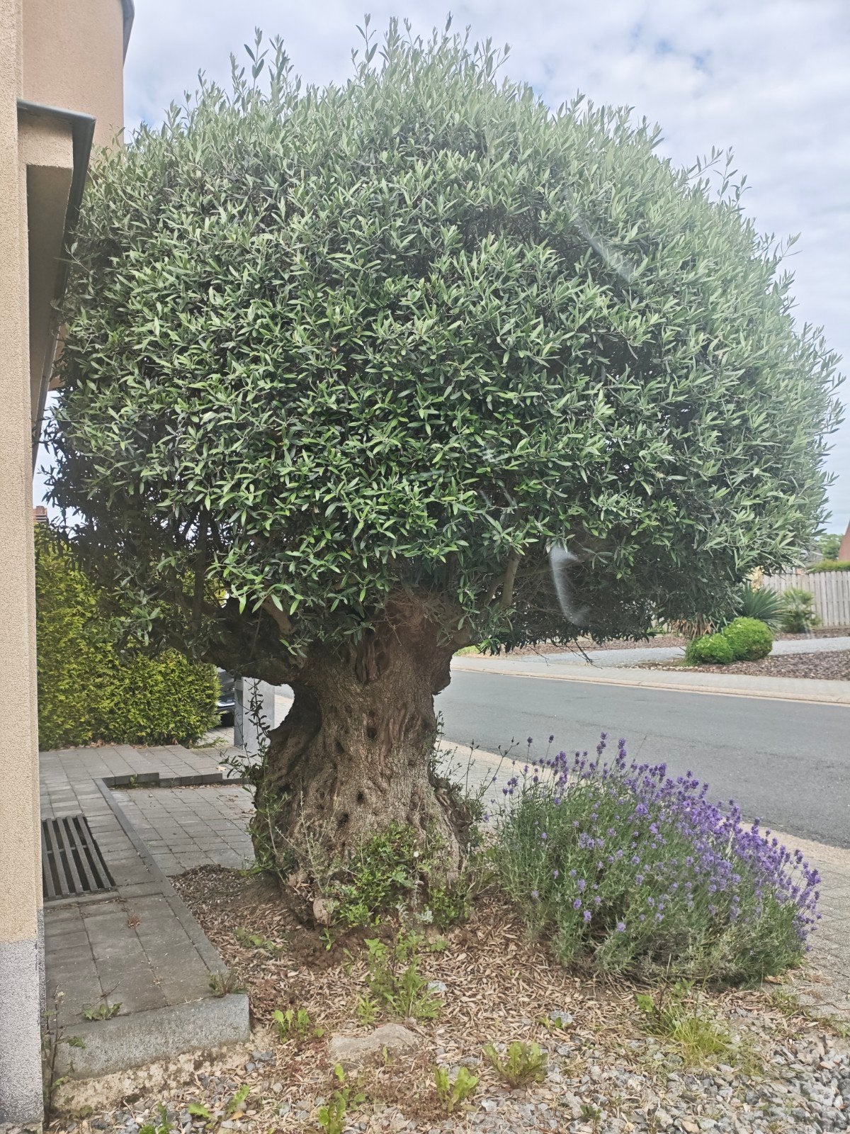 olijfboom, Tuin en Terras, Bloeit niet, 100 tot 250 cm, Olijfboom, Ophalen