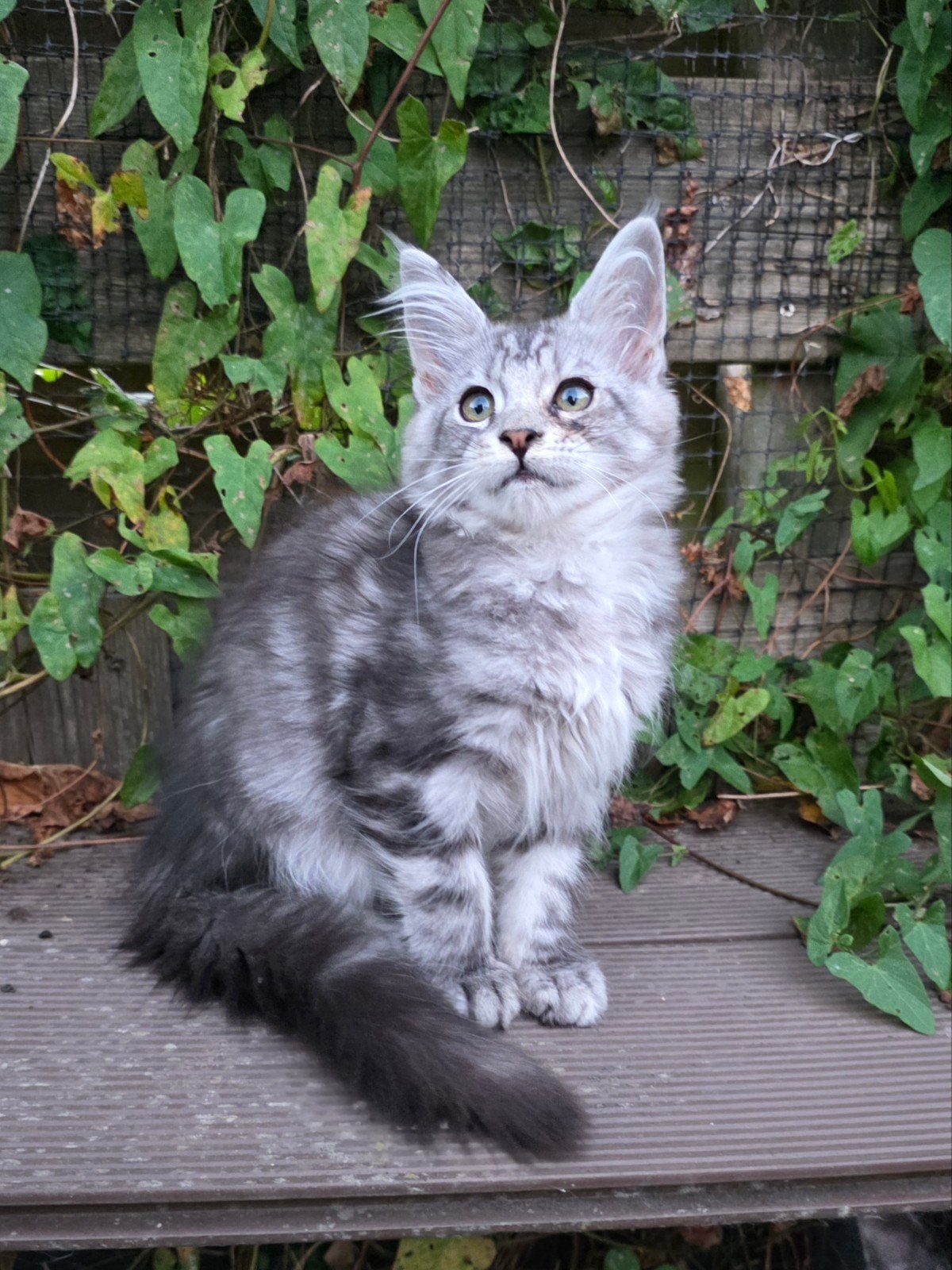 prachtige maine coon kittens met stamboom te koop, Dieren en Toebehoren, Katten en Kittens | Raskatten | Langhaar, Meerdere dieren