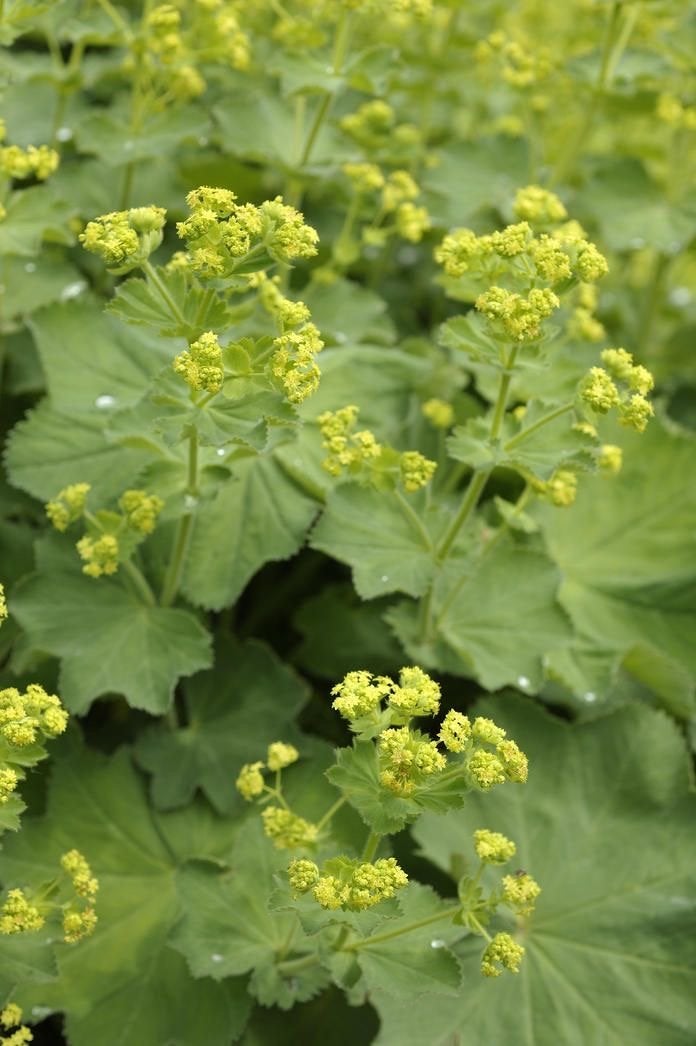 Vrouwenmantel (Alchemilla mollis) - Bodembedekker