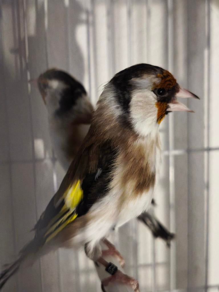 putters vogels, Dieren en Toebehoren, Vogels | Kanaries, Vrouwelijk, Bastaard