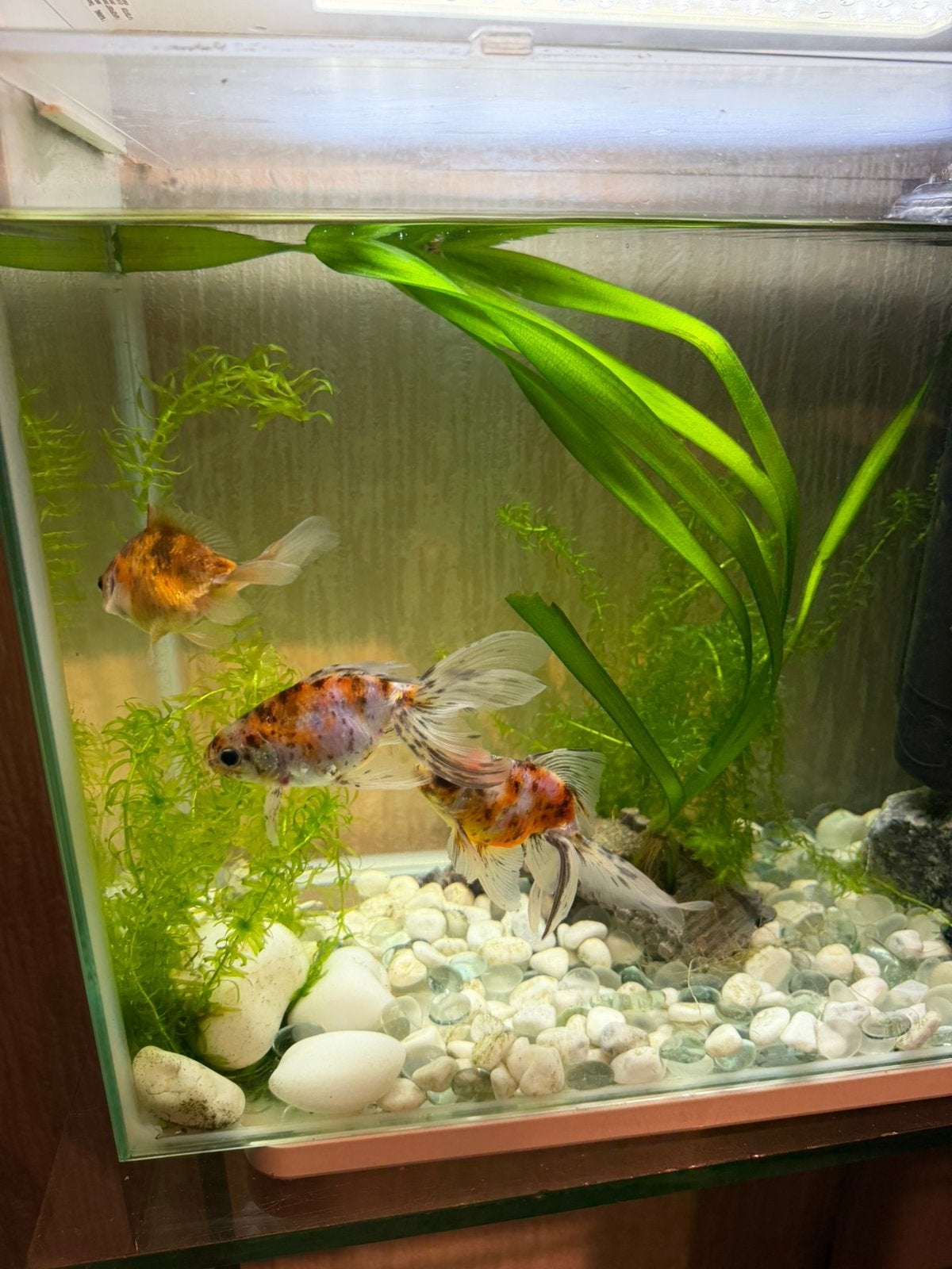 Prachtig aquarium, Dieren en Toebehoren, Vissen | Aquaria en Toebehoren, Ophalen of Verzenden, Zo goed als nieuw, Leeg aquarium