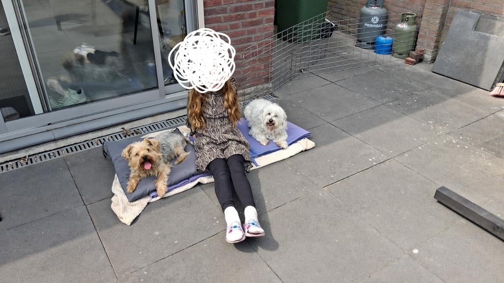 Nieuw baasje gezocht!! Voor 2 hele lieve hondjes!!, Dieren en Toebehoren, Honden | Jack Russells en Terriërs, Yorkshire Terriër