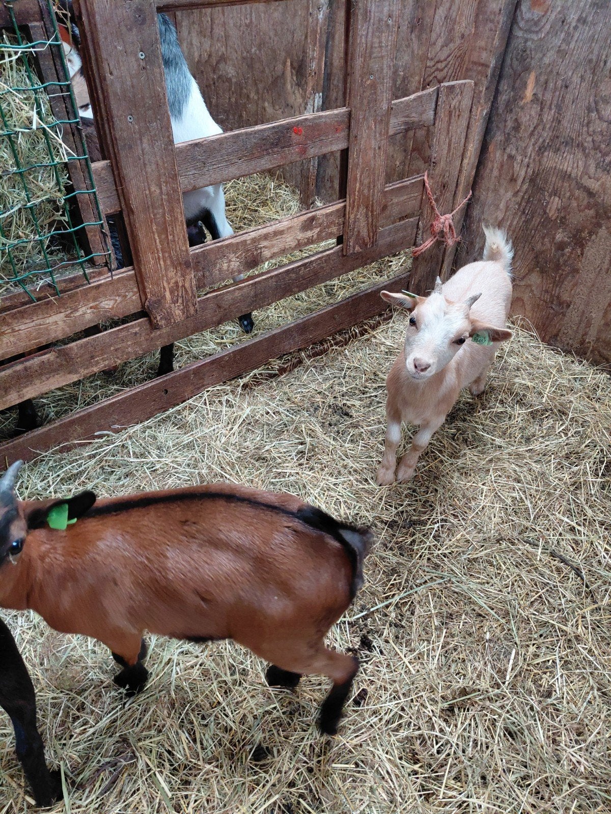 2 jonge dwerggeitjes te koop, Dieren en Toebehoren, Schapen, Geiten en Varkens, Meerdere dieren, Schaap
