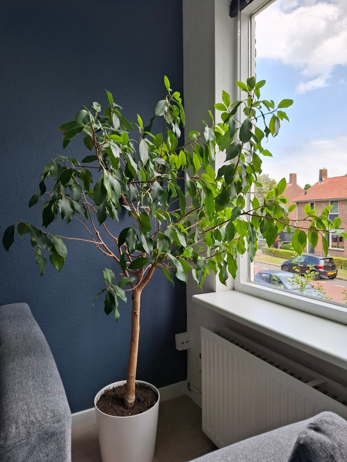 Grote Ficus plant in pot - Ideaal voor woonkamer, Huis en Inrichting, Kamerplanten, Ophalen, Ficus, 100 tot 150 cm, Halfschaduw