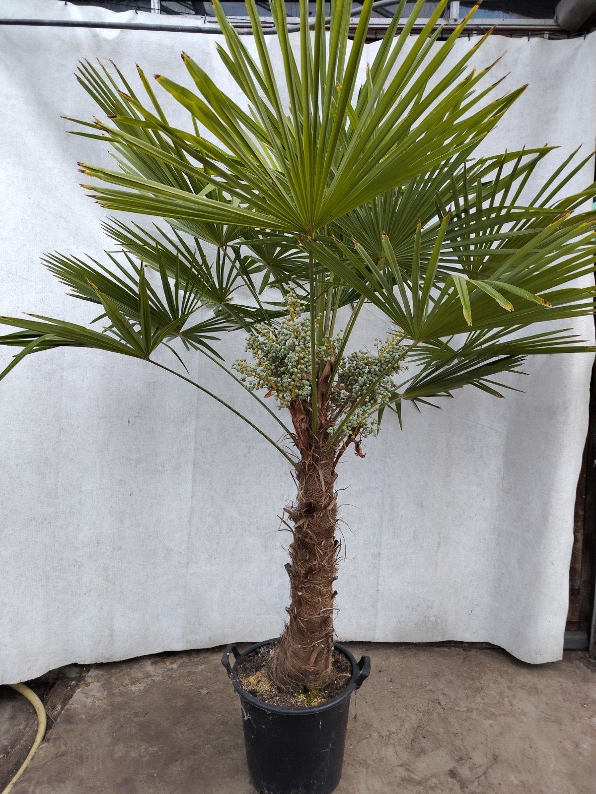 Trachycarpus Fortunei - Winterharde Palmboom 2 m hoog, 100 tot 250 cm, Zomer, Palmboom, Ophalen