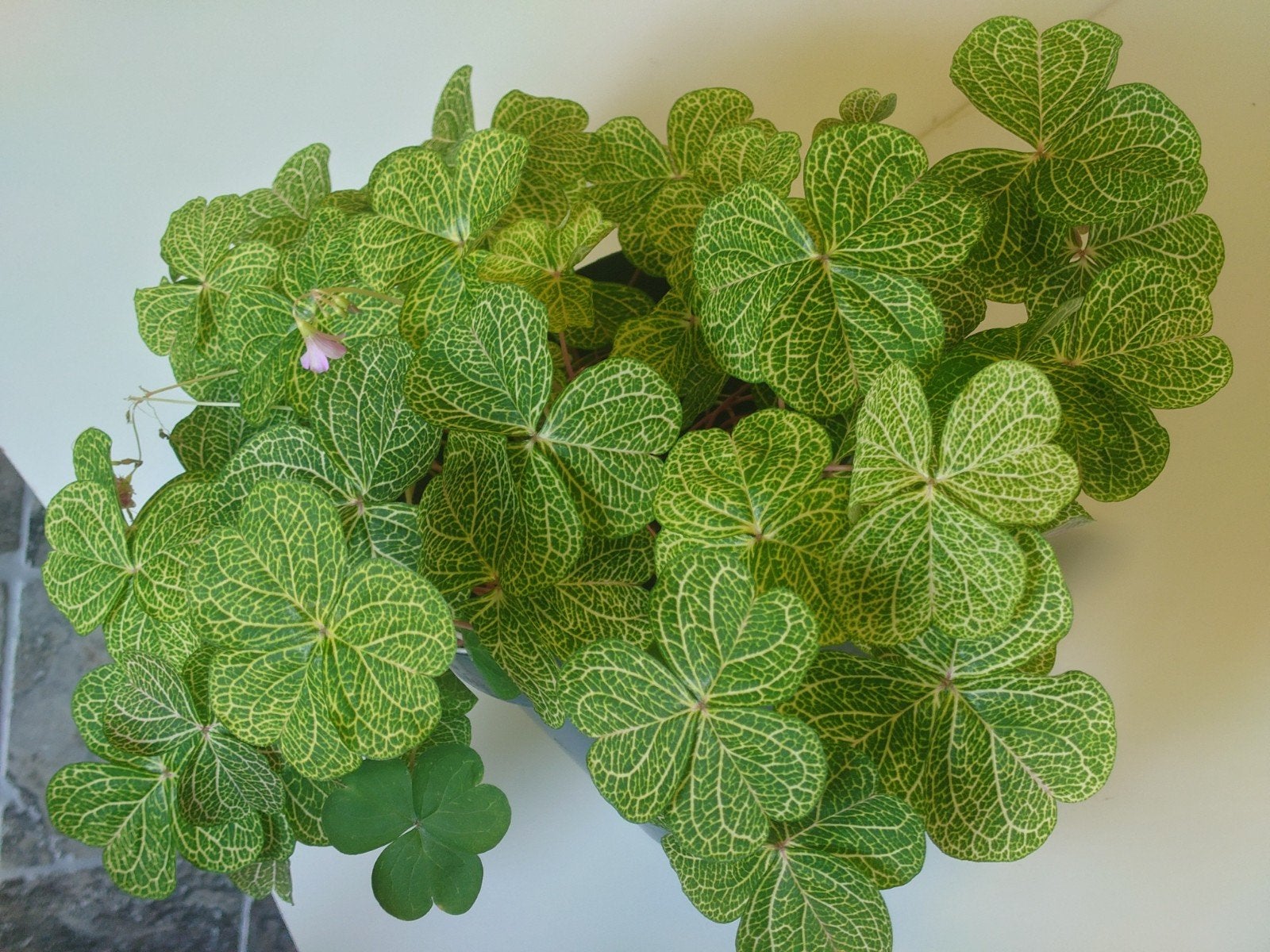 oxalis corymbosa aureo-reticulata €1 per knolletje, Huis en Inrichting, Ophalen of Verzenden, Halfschaduw, Minder dan 100 cm