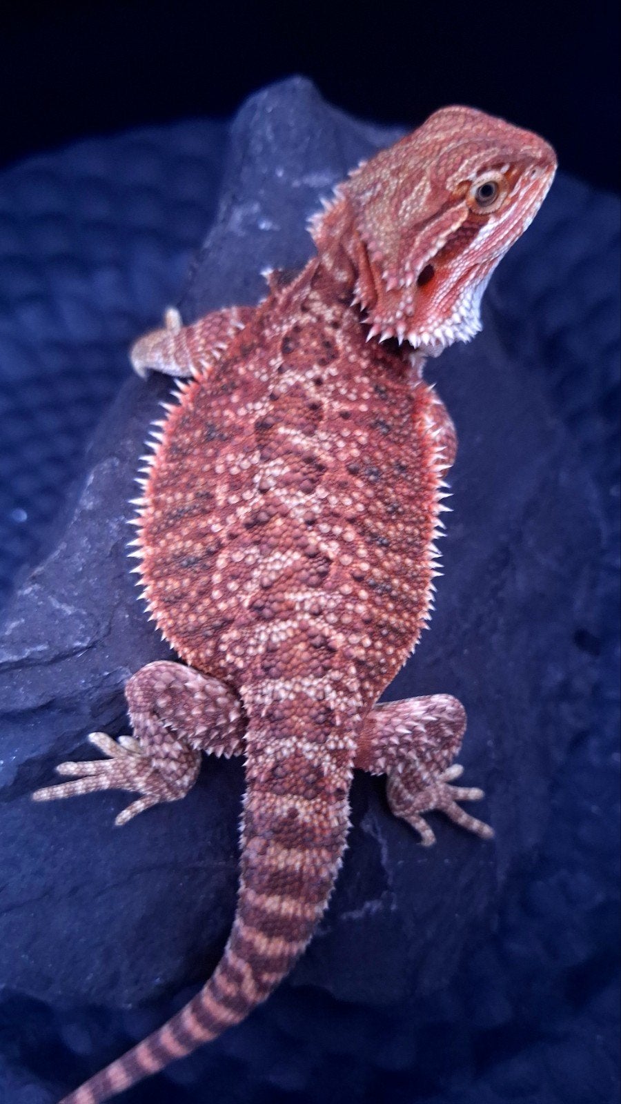 50% Red Monster het. HypoTrans man Baardagaam Bearded Dragon - male for sale from Design Dragons