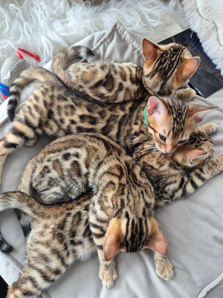 Prachtige volbloed bengaal kittens laatste beschikbaar, Poes, Gechipt, 0 tot 2 jaar