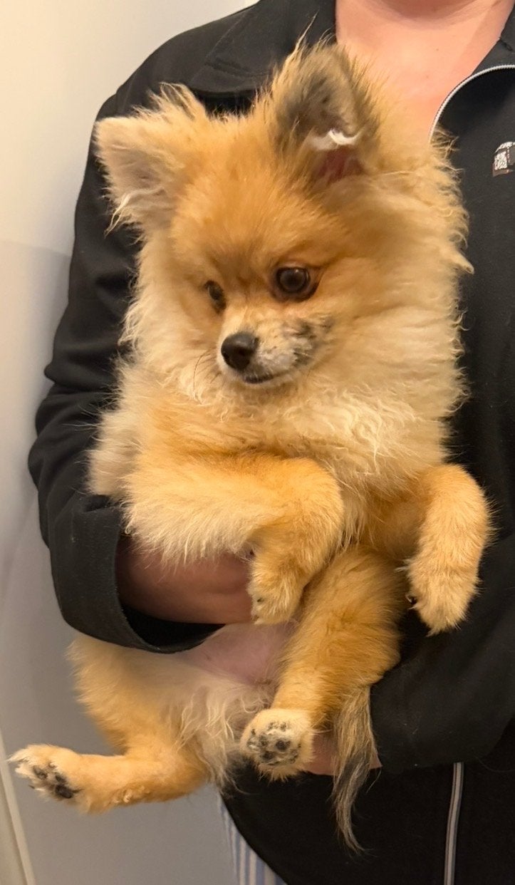 Pommeriaan pup teefje 5 maanden oud supper lief, 15 weken tot 1 jaar, Overige rassen, Teef, Eén hond
