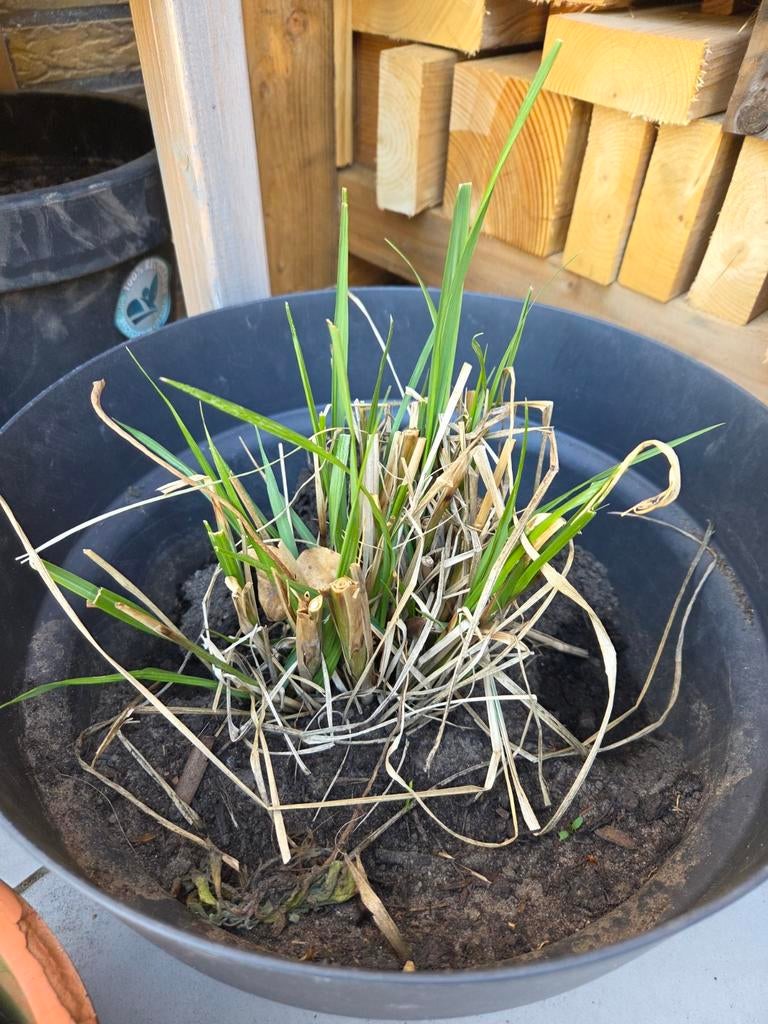 Siergras, Tuin en Terras, Planten | Tuinplanten, Ophalen, Siergrassen, Volle zon