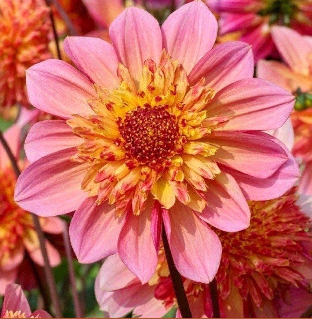 Dahlia Lava Glow tuinplant tuber koopje, Ophalen, Volle zon