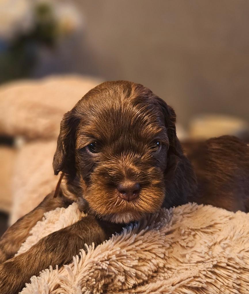 Nog 5 Supermooie labradoodle /goldendoodle pups, Dieren en Toebehoren, Honden | Niet-rashonden, 8 tot 15 weken, Parvo, Meerdere