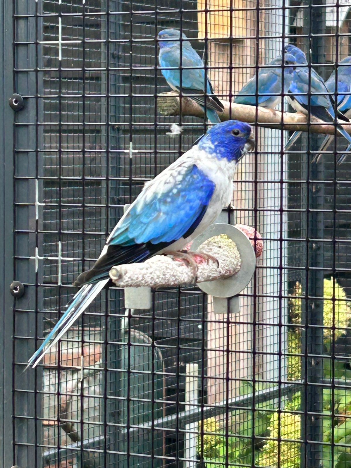 Splendid splendids, Meerdere dieren, Parkiet