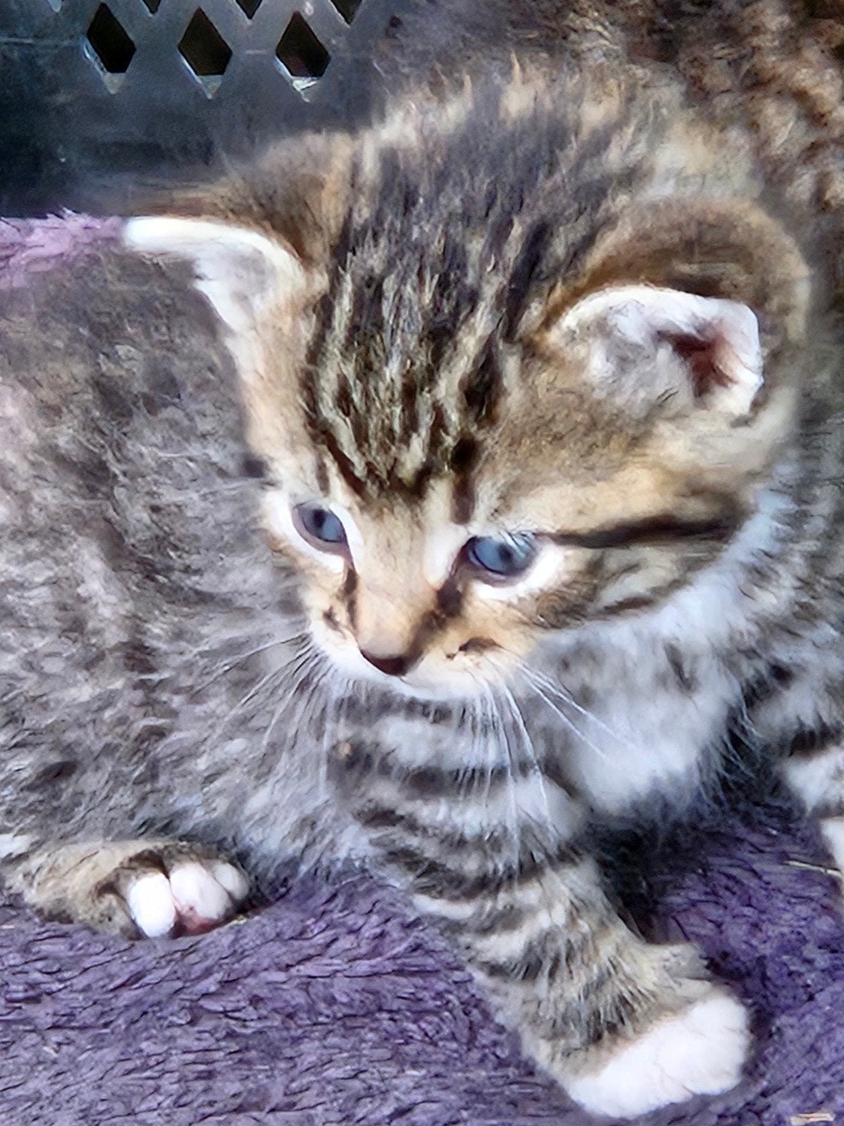 Ontzettend leuke en lieve kittens te koop, Dieren en Toebehoren, Katten en Kittens | Overige Katten