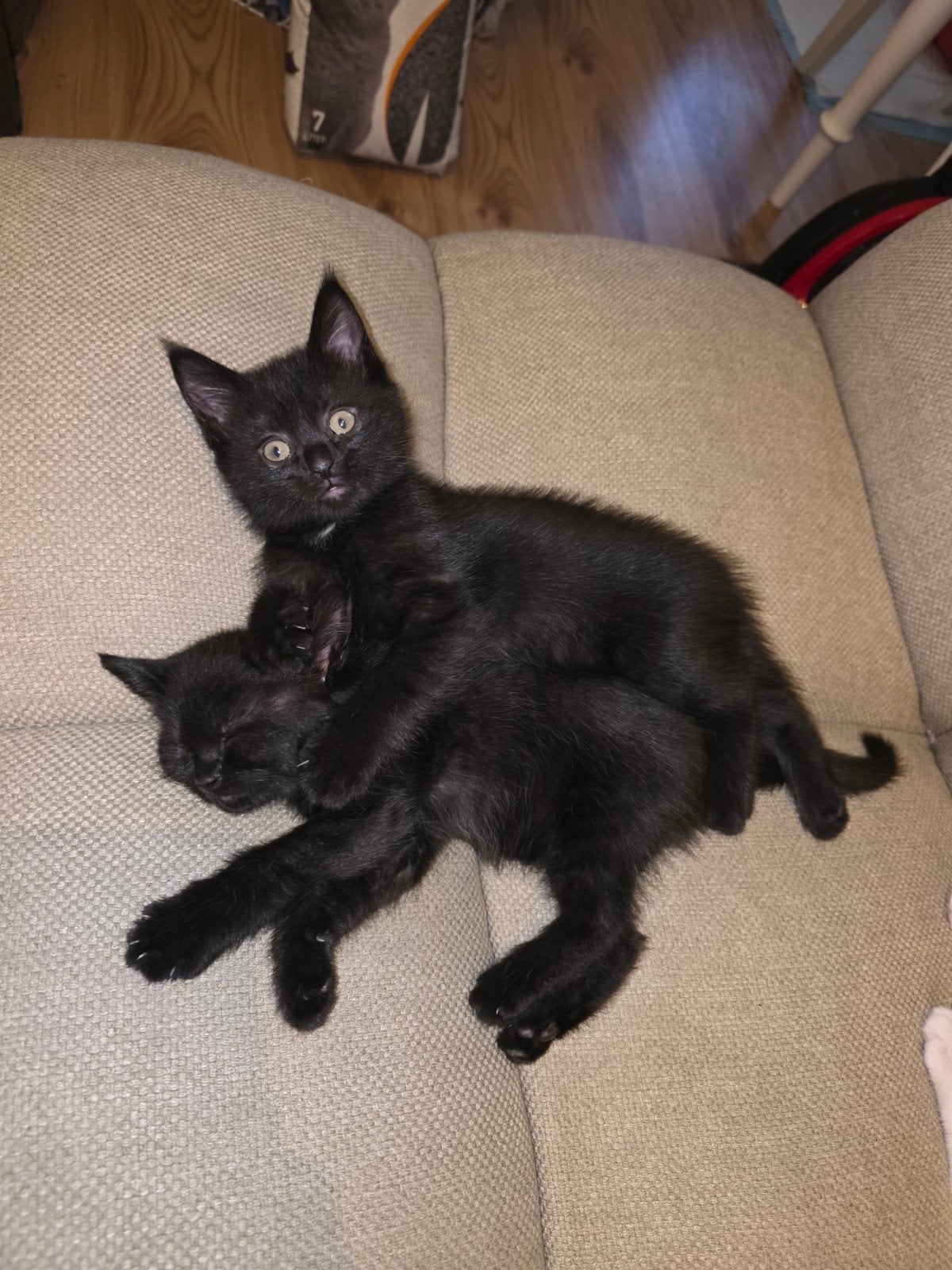 nog 2 lieve kittens, half britse korthaar te koop., Dieren en Toebehoren, Katten en Kittens | Overige Katten, Meerdere dieren