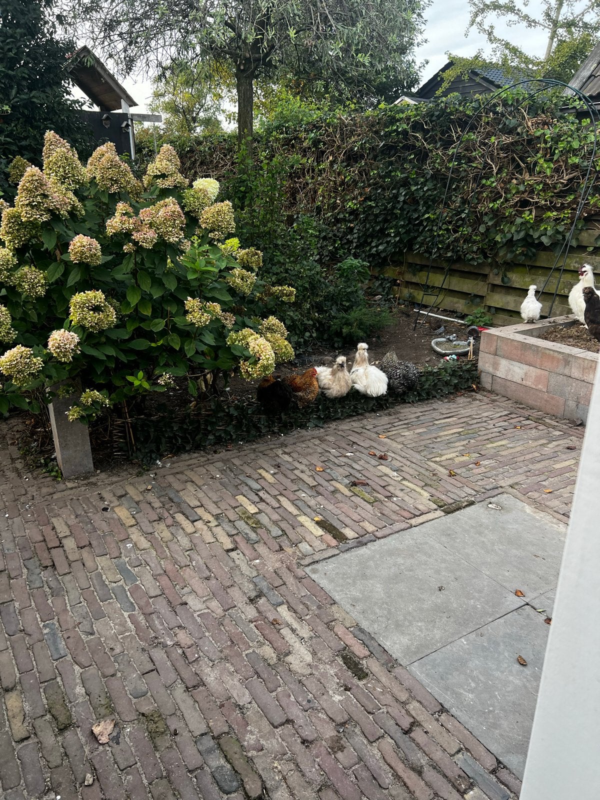 Zijde hoentjes