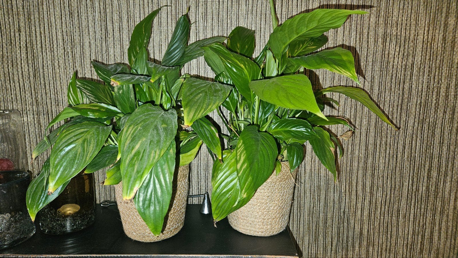 Twee prachtige Spathiphyllum (Lepelplanten) in pot, Ophalen, Overige soorten, Halfschaduw, In pot