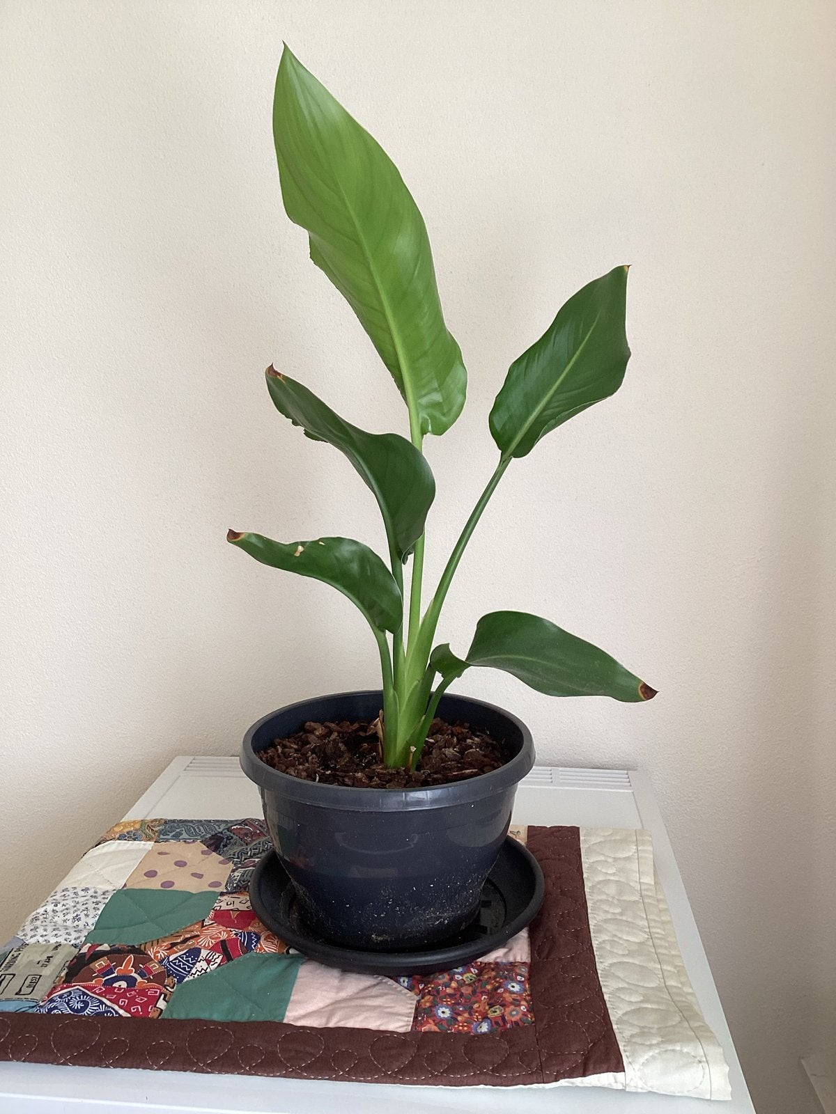 Strelitzia (Paradijsvogelbloem) - 70 cm hoog, Ophalen, Vaste plant, Overige soorten, Volle zon