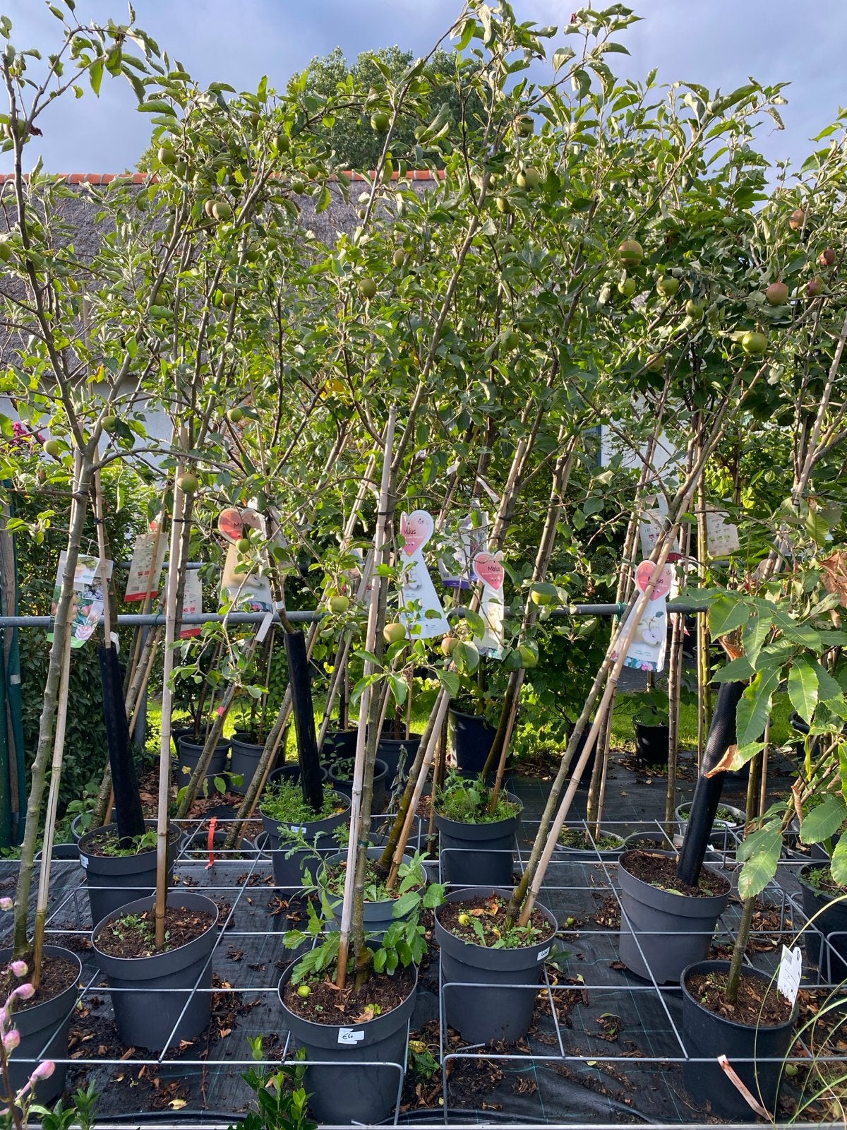 Appelboom 'Golden Delicious' en cox’s orange pippin halfstam, Tuin en Terras, Planten | Fruitbomen, Ophalen, Lente, Volle zon
