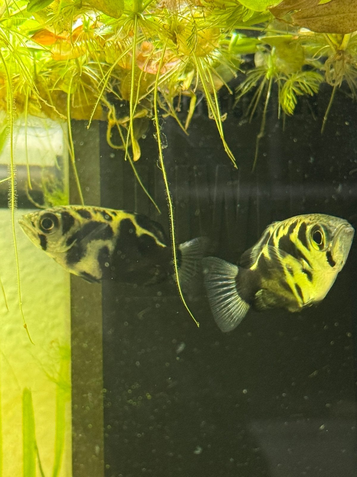 Toxotes Blythii (Schuttersvissen blythii), Dieren en Toebehoren, Vissen | Aquariumvissen, Vis