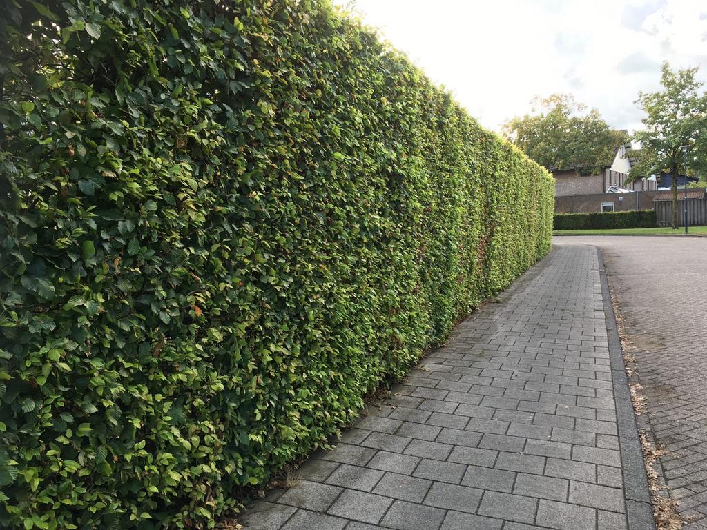 Nieuwe hagen & erfafscheidingen, Ophalen of Verzenden, Overige soorten, Minder dan 100 cm