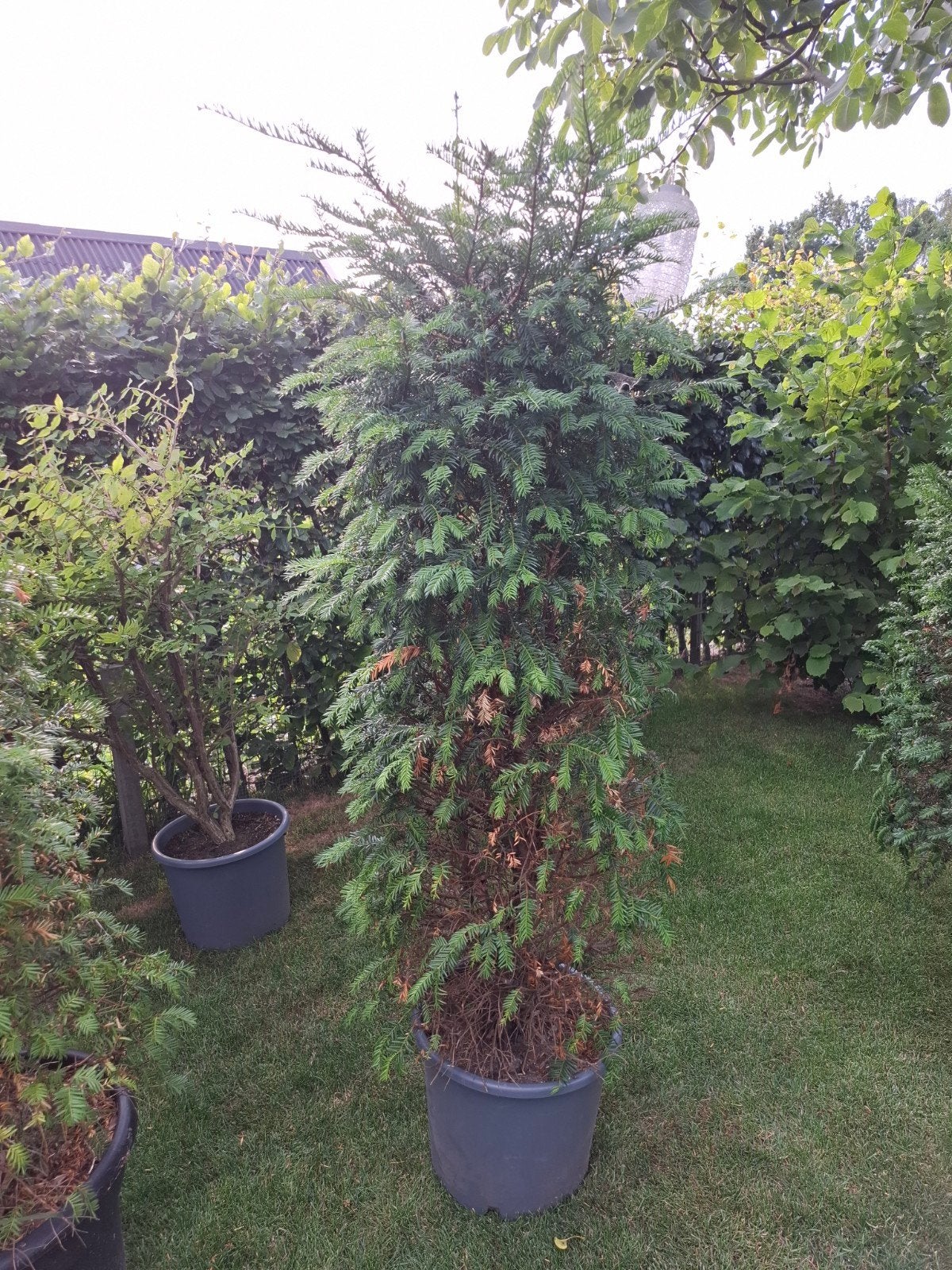 Taxus baccata, Tuin en Terras, Bloeit niet, Halfschaduw, Overige soorten, 100 tot 250 cm