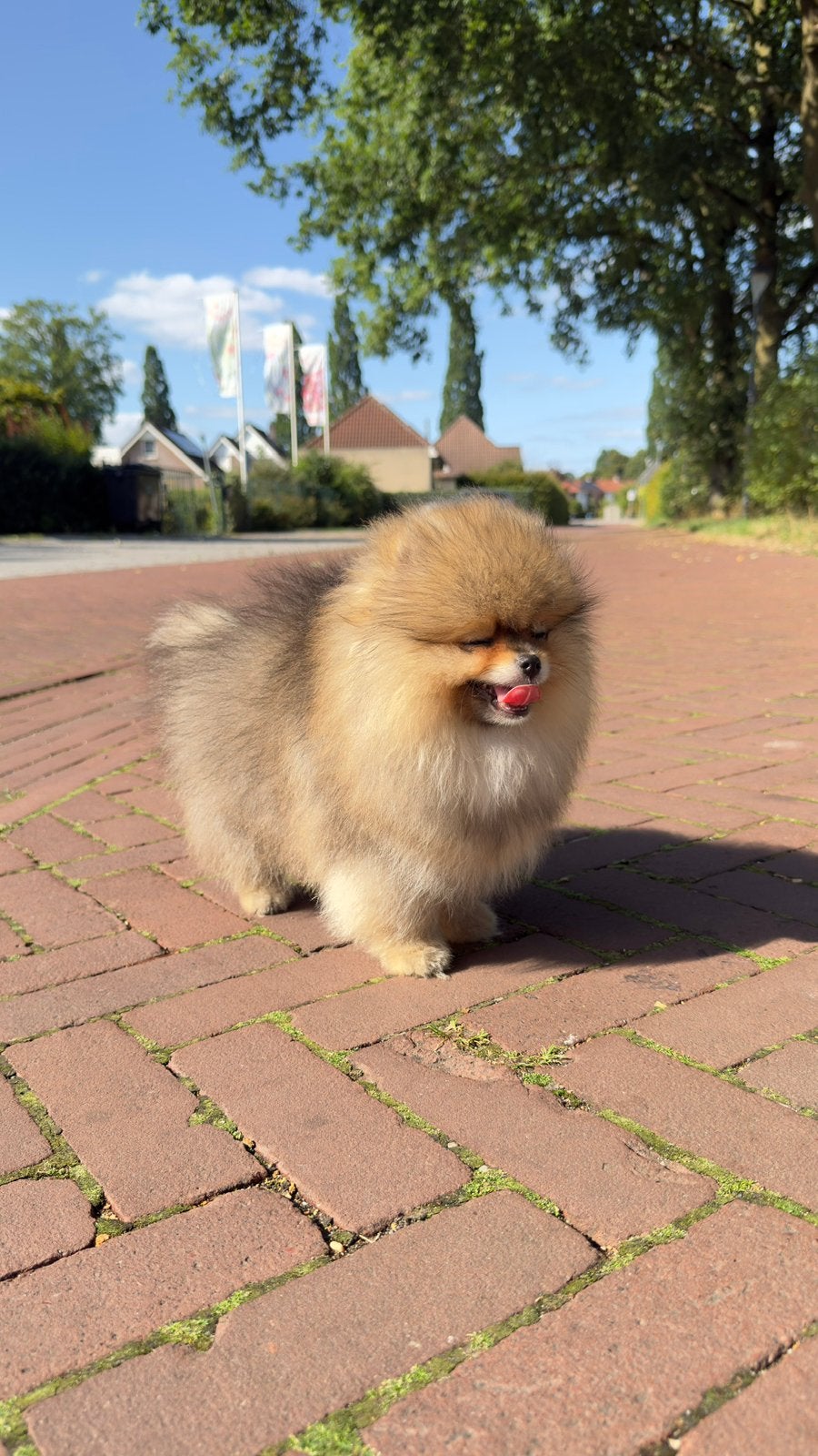 Prachtige Pomeranian reutje uit geteste ouders | NL geboren, Parvo, Keeshond, 8 tot 15 weken, Meerdere