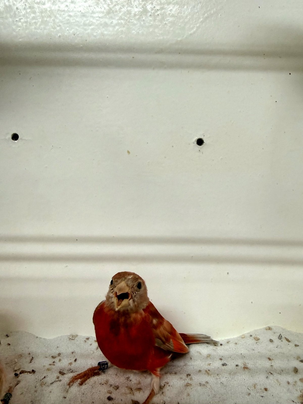 Kapoetsensijzen dubbelpastel mannen 2026, Mannelijk, Wildzangvogel, Geringd