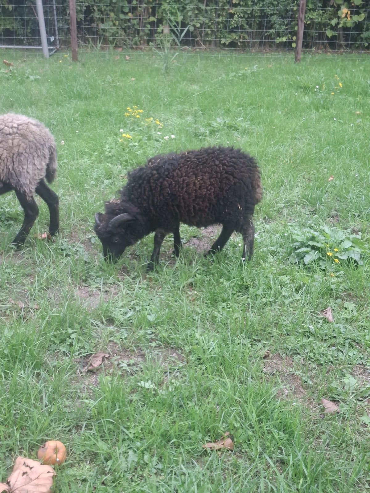 Ouissant ram april 2026, Dieren en Toebehoren, Mannelijk, Schaap
