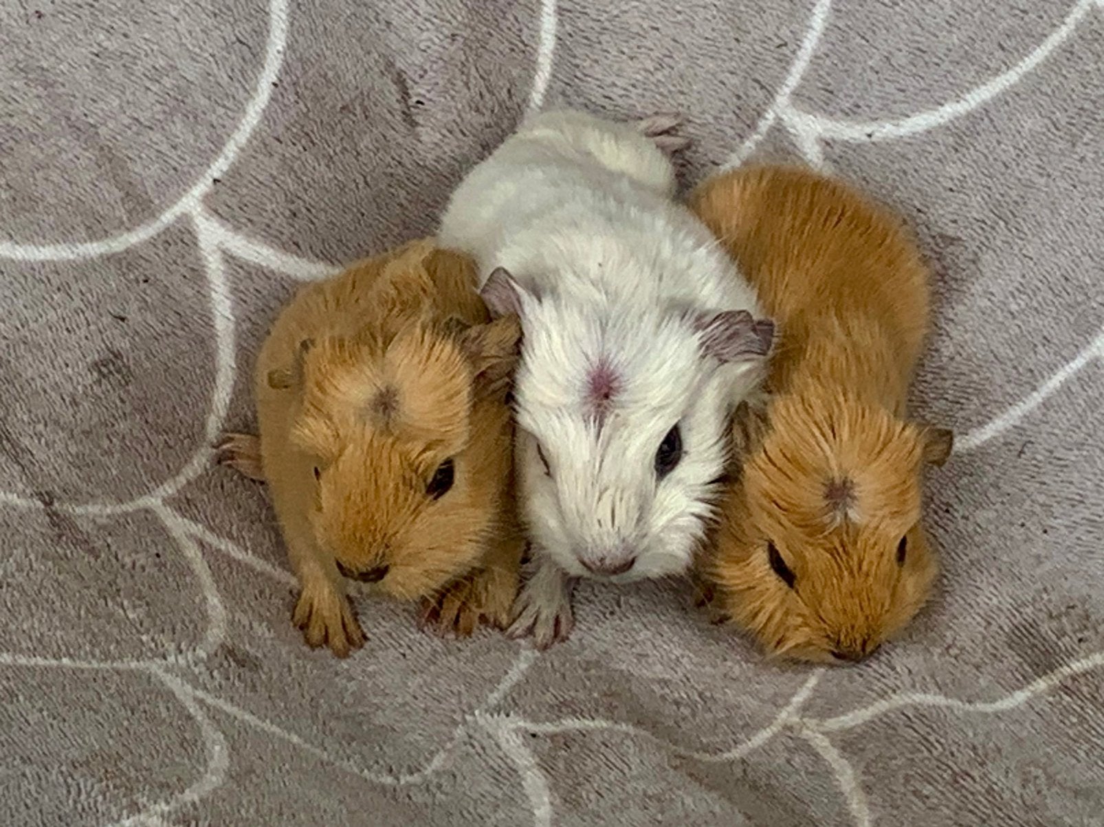 Mooie jonge caviaatjes, Dieren en Toebehoren, Cavia, Vrouwelijk, Tam, September