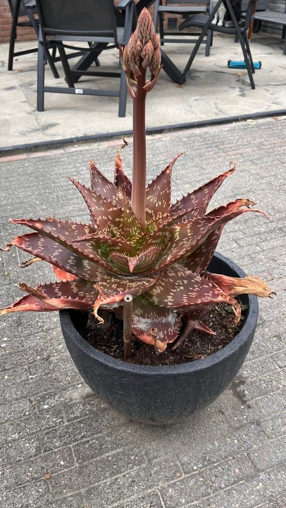 Grote Aloë Vera plant in pot -  60 cm hoog., Tuin en Terras, Planten | Tuinplanten, Volle zon, Vaste plant, Zomer, Ophalen