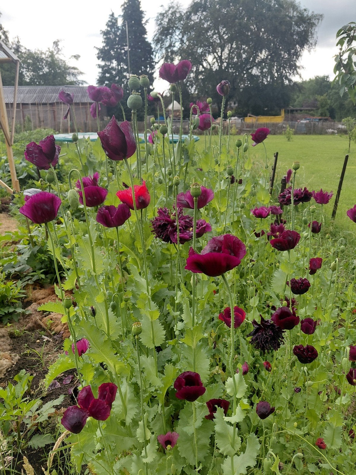 Paarse papaver zaden, Ophalen of Verzenden, Volle zon