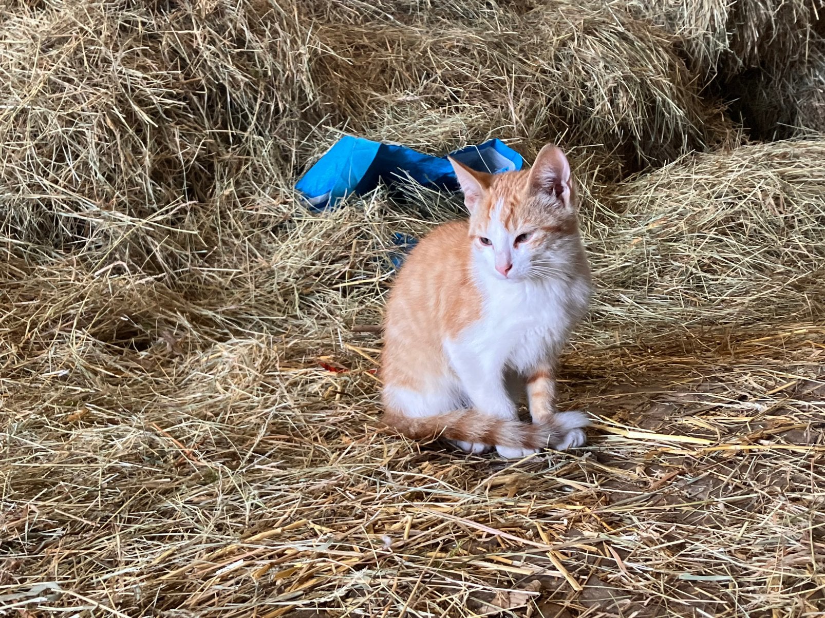 Kittens van een lapjeskat, Dieren en Toebehoren, Kater