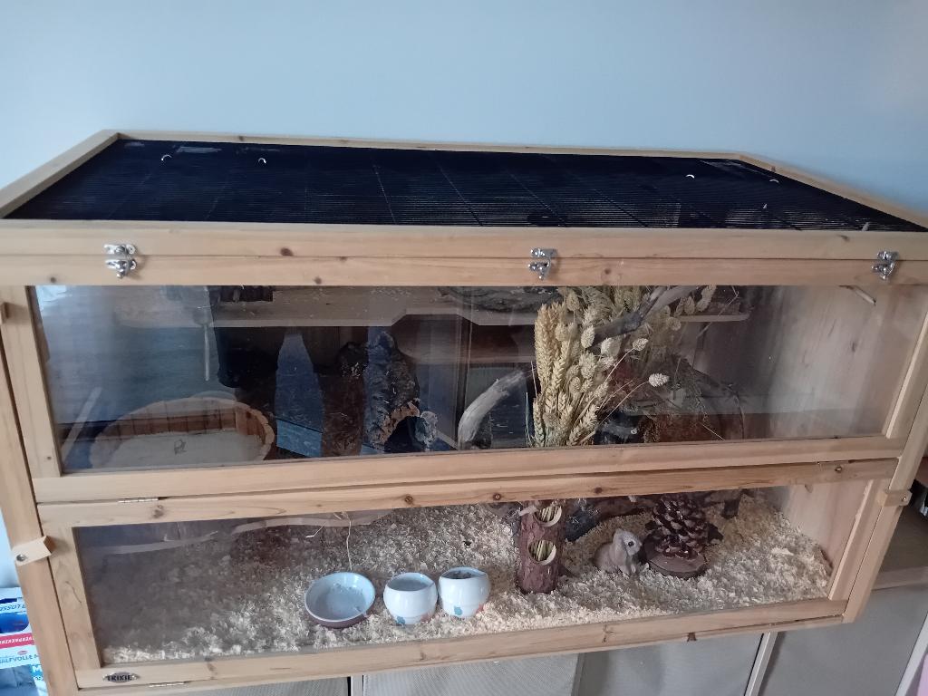 Hamsterhok met hamster, Dieren en Toebehoren, Knaagdieren, Mannelijk, Hamster, December, Tam