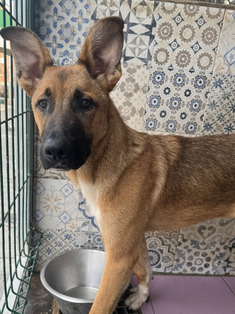 ACE: Dune is een toffe metgezel!, Particulier, 15 weken tot 1 jaar, Reu, Buitenland
