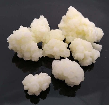 Verse Kefirkorrels (altijd in biologische melk gemaakt), Ophalen of Verzenden
