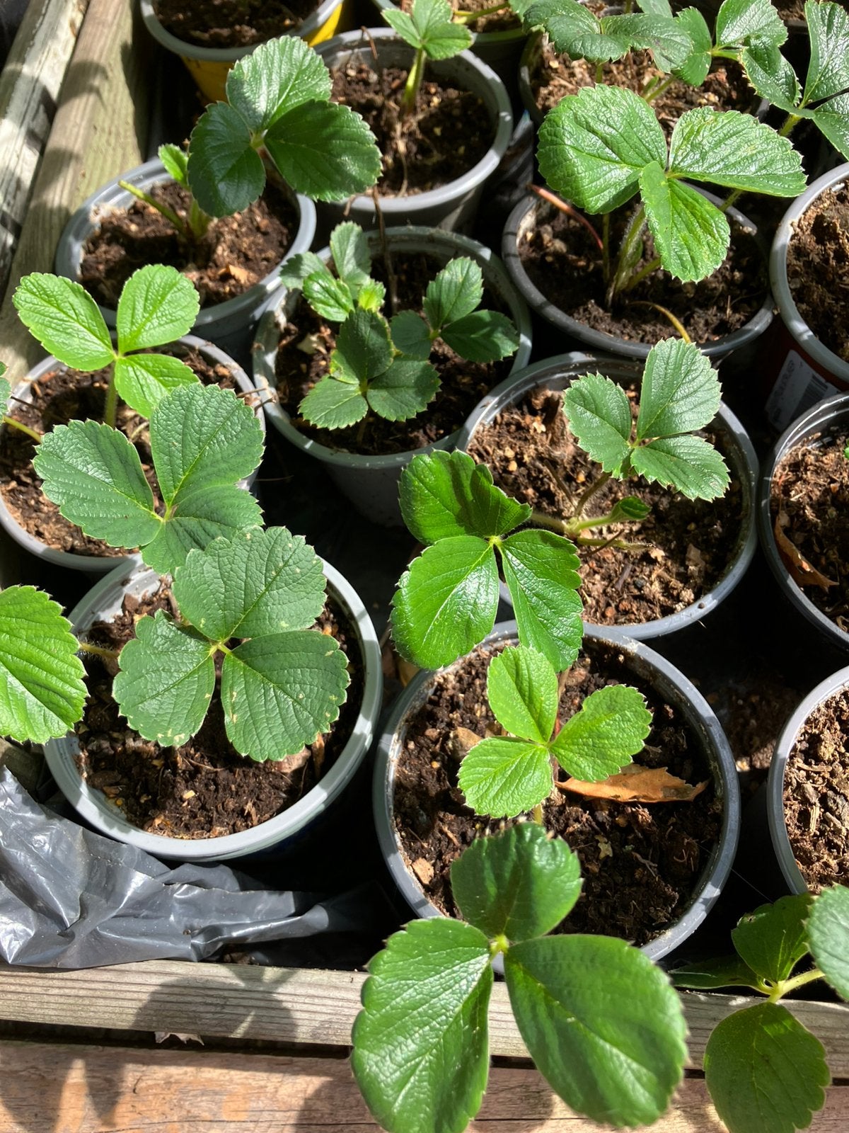 Frambozen aardbei plantjes BIOLOGISCH, Tuin en Terras, Ophalen, Vaste plant, Fruitplanten, Volle zon