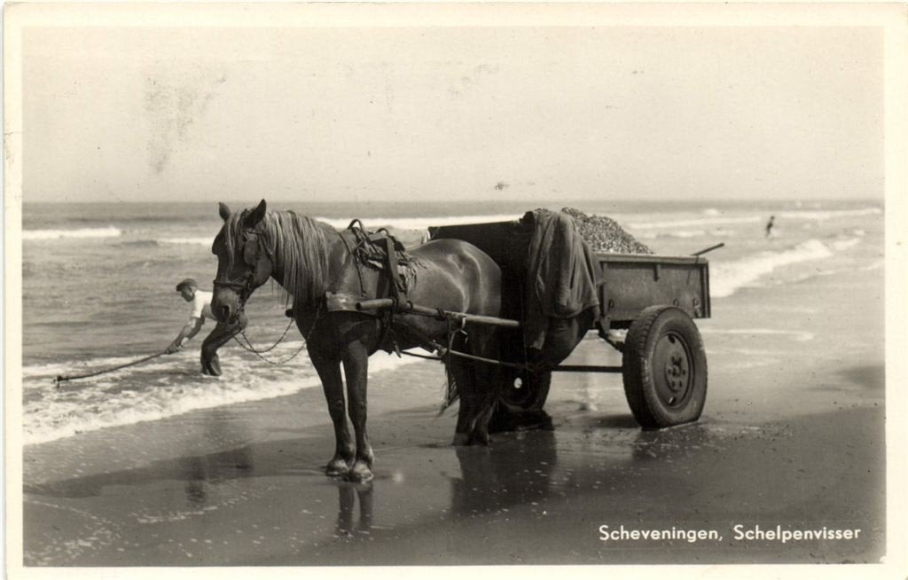 Scheveningen, Schelpenvisser - 1955 gelopen, Ophalen of Verzenden, 1940 tot 1960, Gelopen, Zuid-Holland